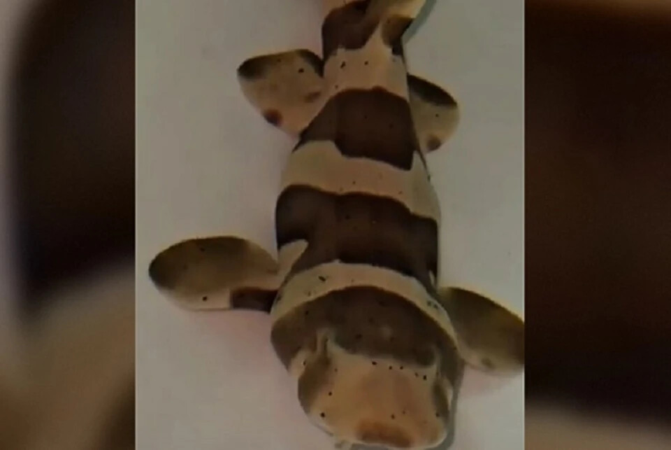 Сотрудники океанариума на Урале получили подарок к 8 Марта