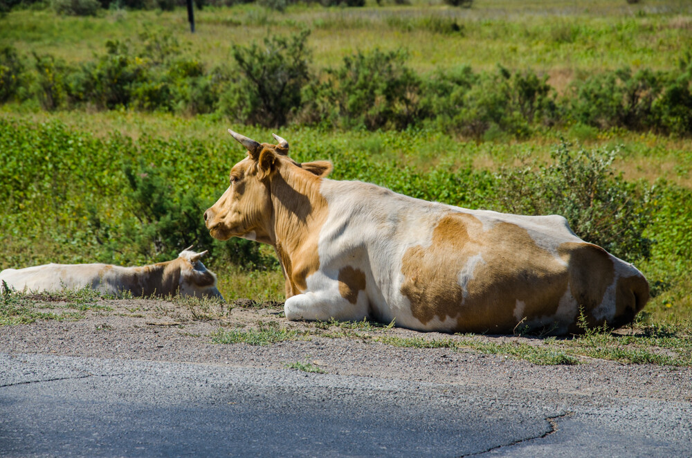 МЧС предупредило о биологической опасности для животных в Ростовской области