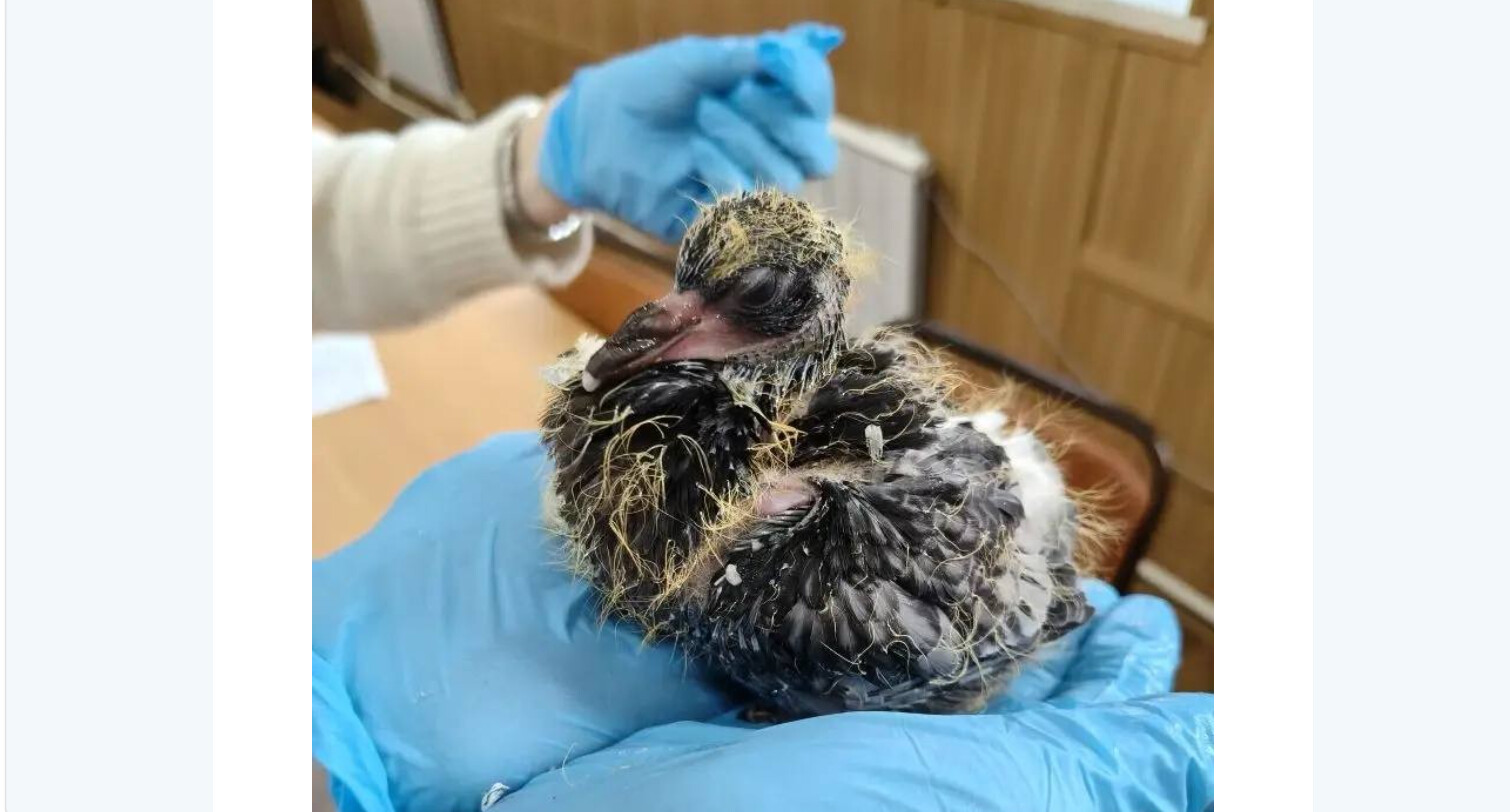 Ветеринары Госветслужбы Подмосковья спасли подкинутых птенцов