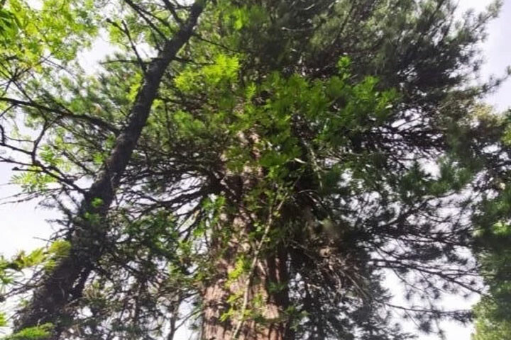 Священный кедр Хакасии поборется за звание дерева года