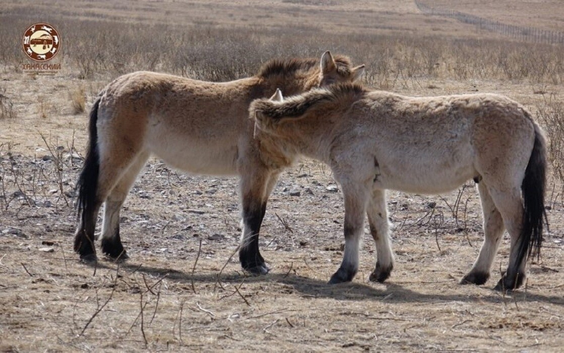 Лошади Пржевальского в Хакасии активно линяют и помогают друг другу