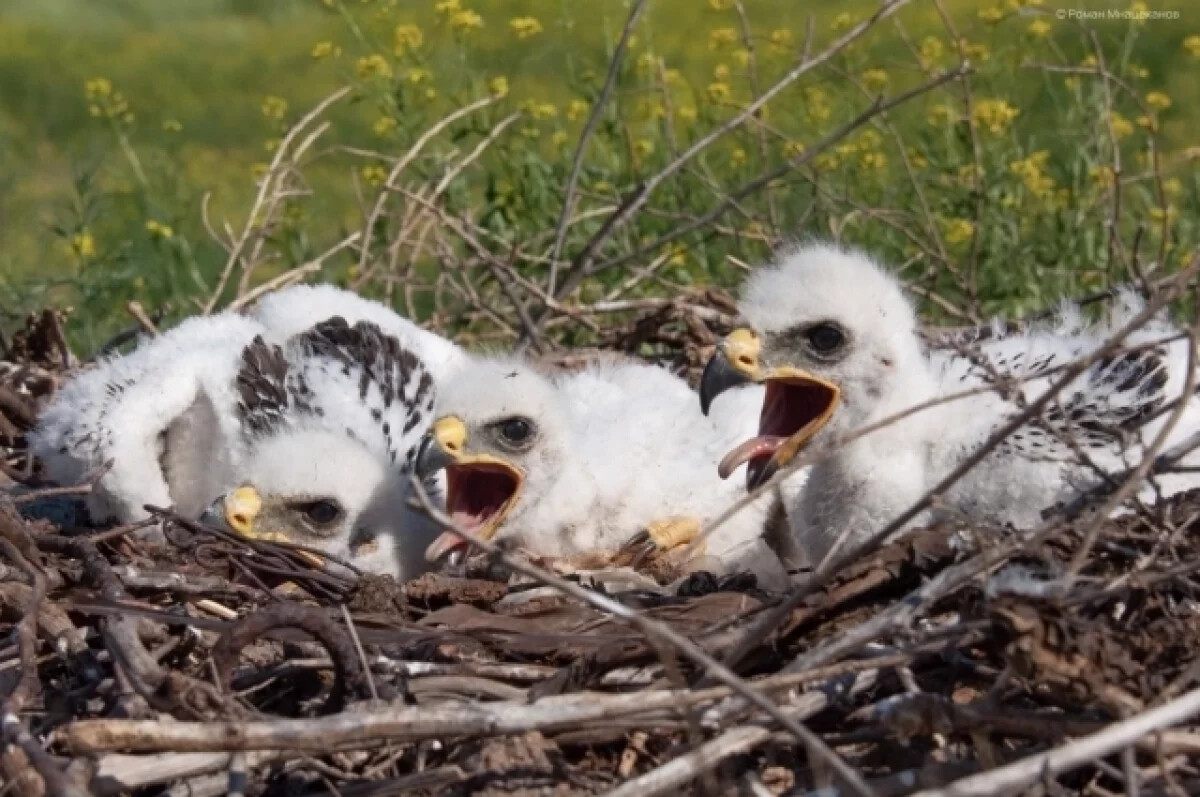 В астраханском заказнике спасают орлов и журавлей от огня