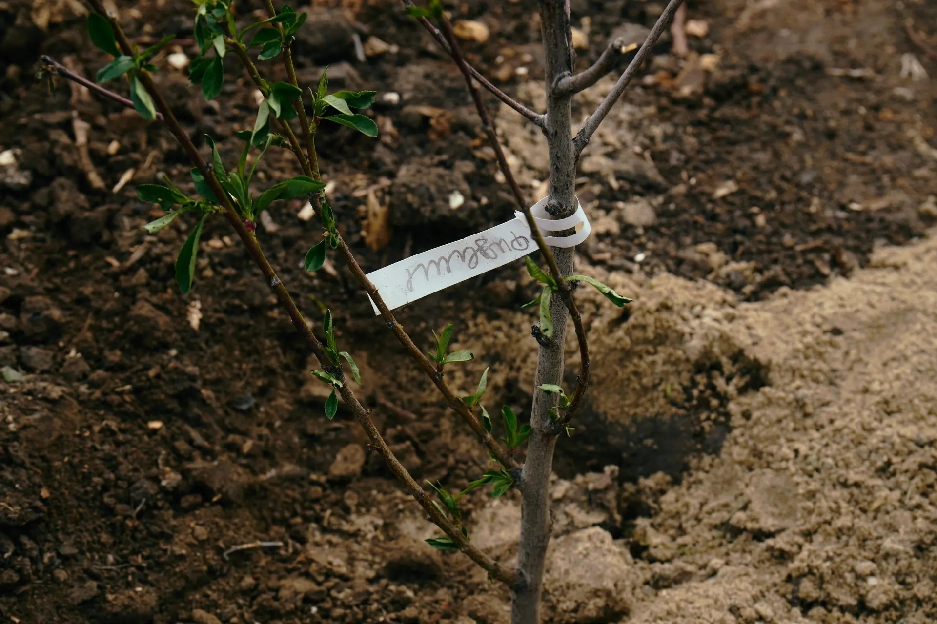 В АГУ расширили «Сад памяти» новыми плодовыми деревьями