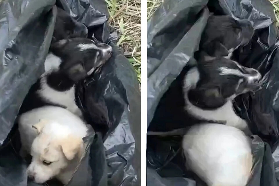 В Тюмени спасли щенков из мешка у озера