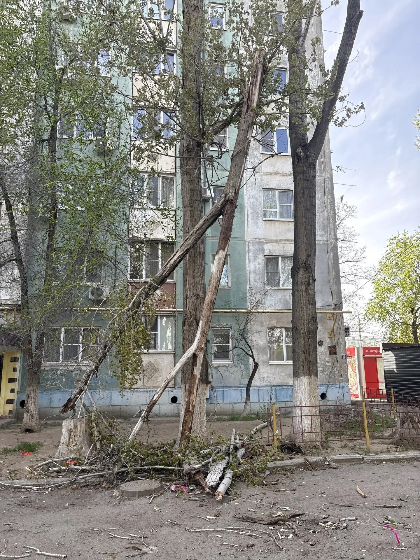 В Астрахани обезвредили аварийное дерево