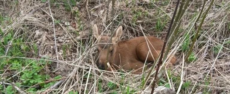 В лесах Вологодской области появились лосята