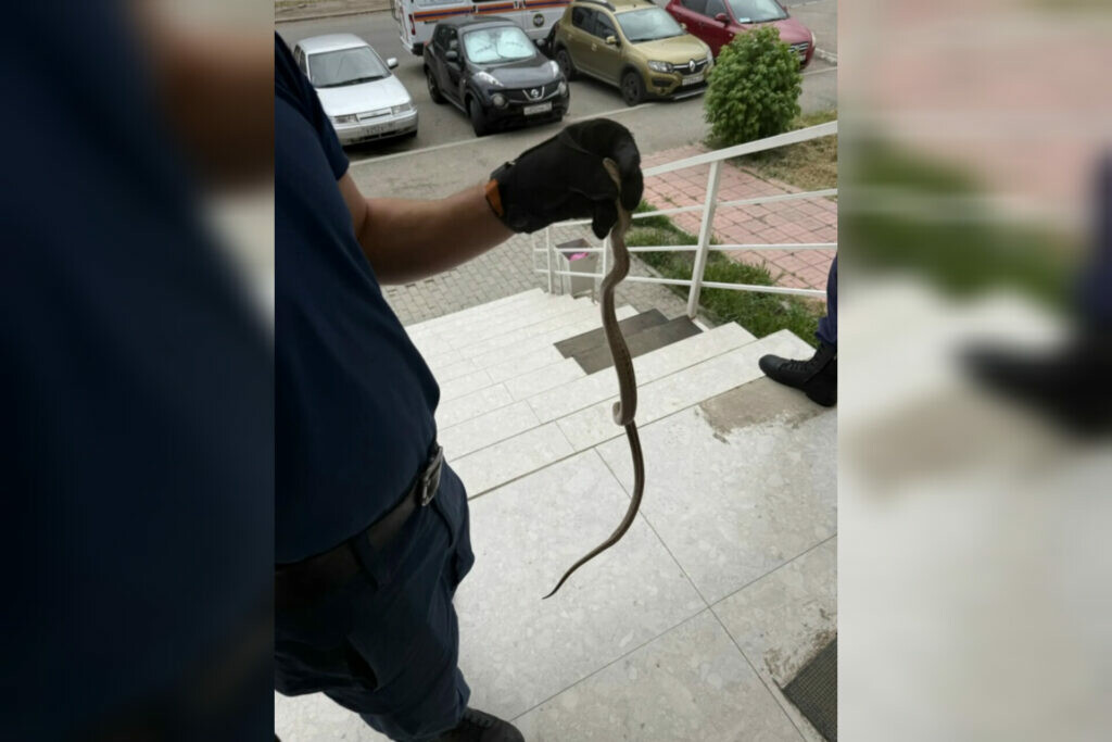 В Астрахани спасатели поймали змею в салоне красоты