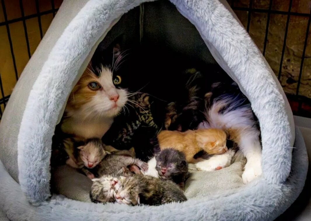 Кошка Графиня из Эрмитажа родила шестерых котят