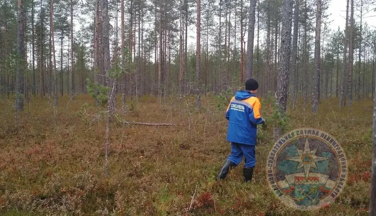 В Ленинградской области нашли тело пропавшего в лесу мужчины