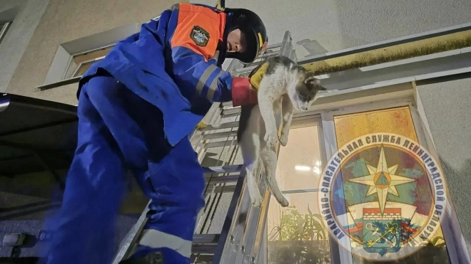 Спасатели освободили кошку, застрявшую в окне в Ленинградской области